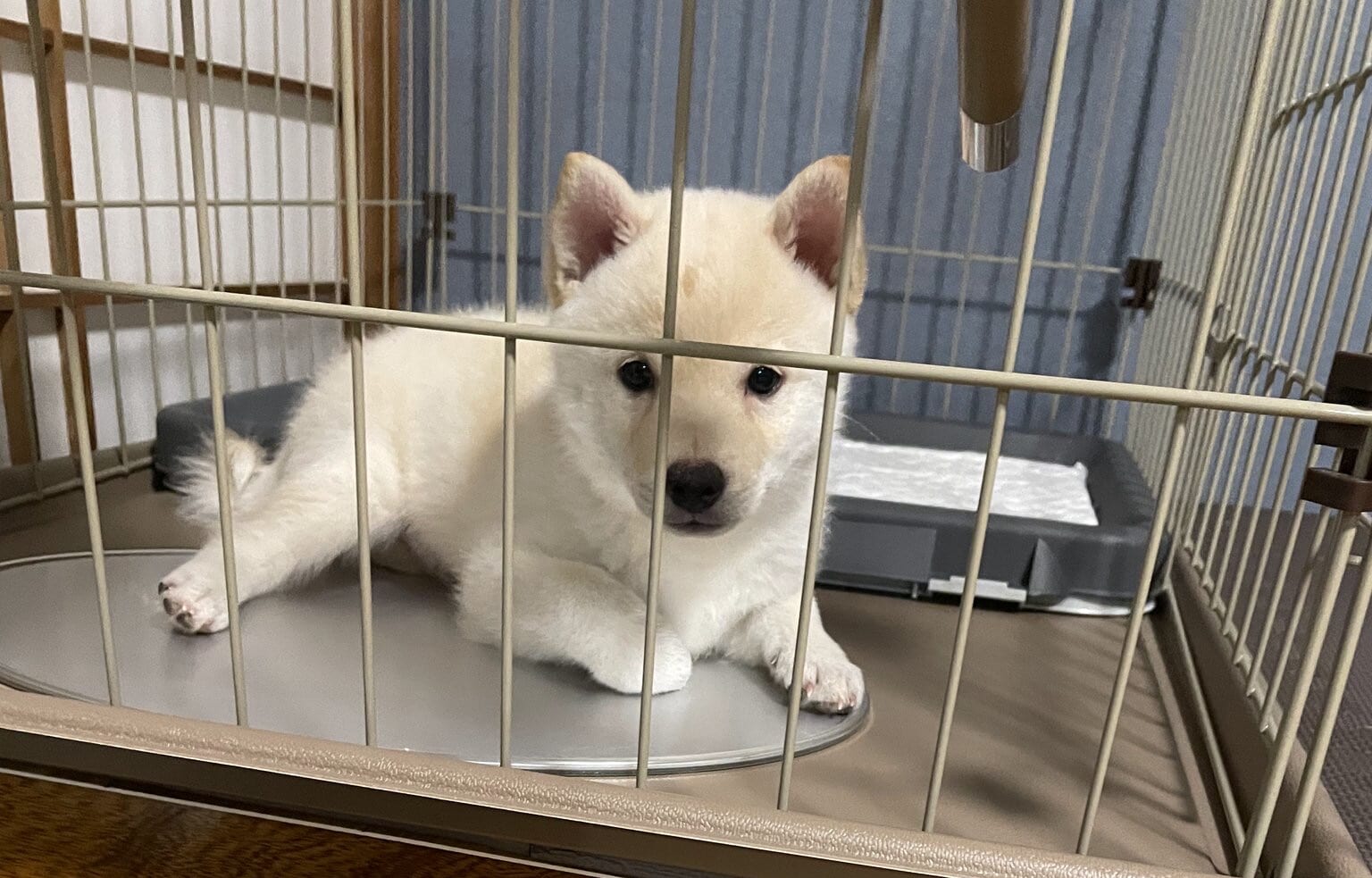 柵のむこうから、こっちを見ている子犬のしろ