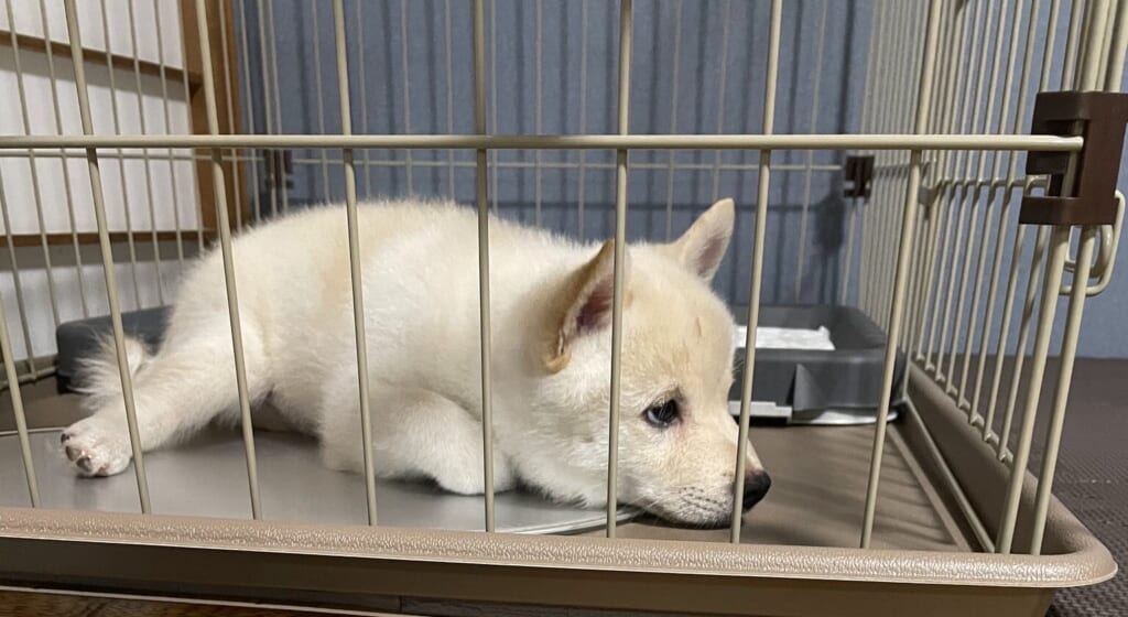 あごを床につけて、目をそらしているしろ