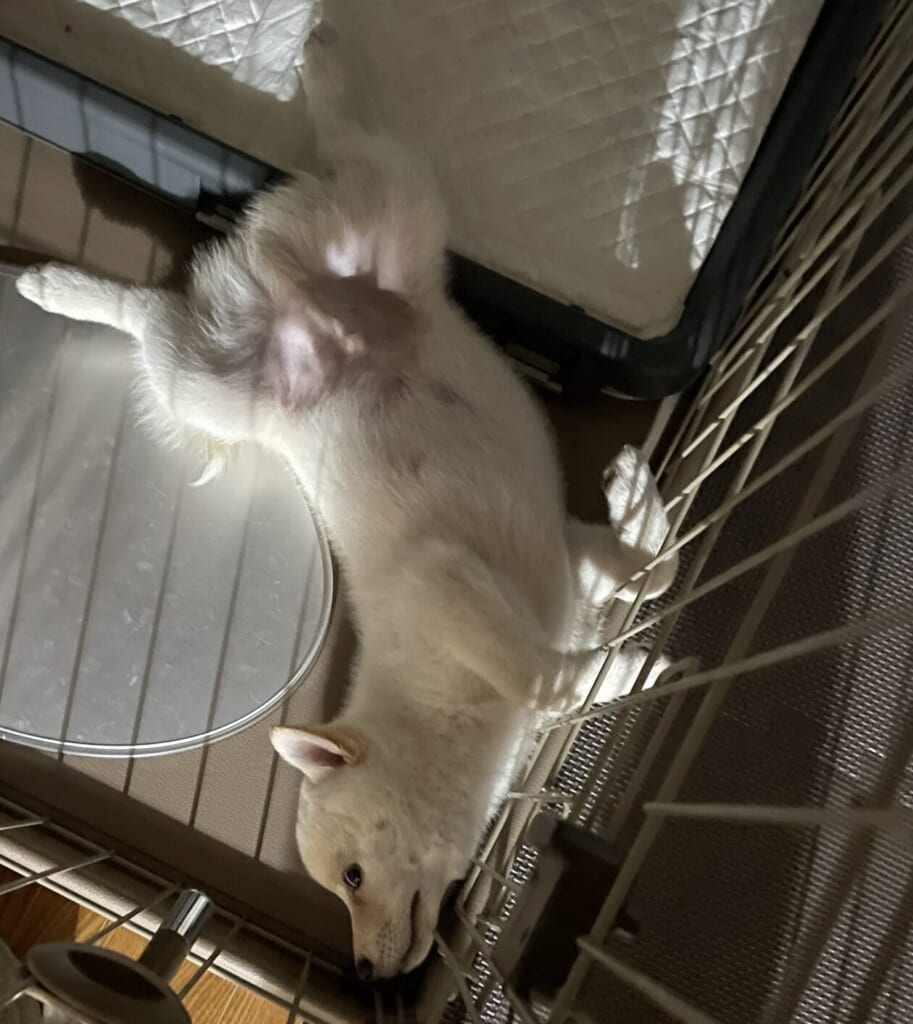 ひっくり返って柵をかじっているしろ